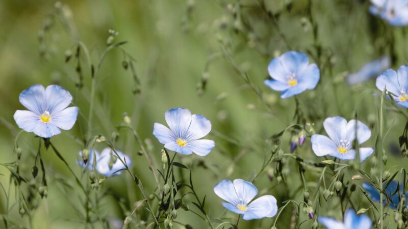 Fleurs de lin - Bretagne Pack